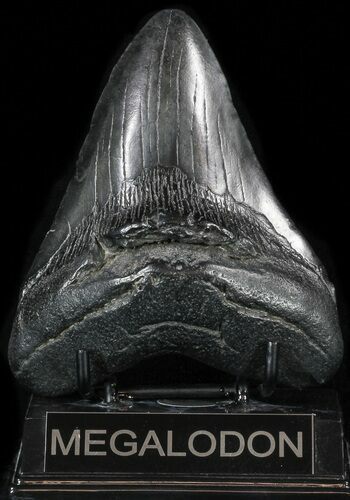 Fossil Megalodon Tooth #56967